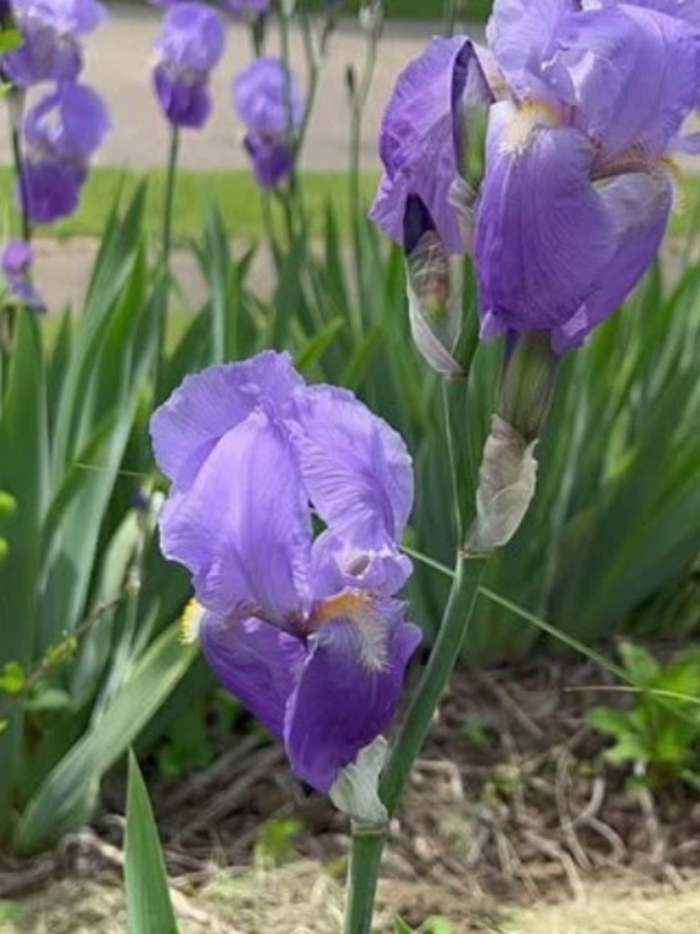 2 Purple Bearded Iris Rhizomes for $10